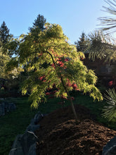 Load image into Gallery viewer, Acer palmatum dissectum &#39;Waterfall&#39;
