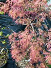 Load image into Gallery viewer, Acer palmatum dissectum &#39;Watnong&#39;
