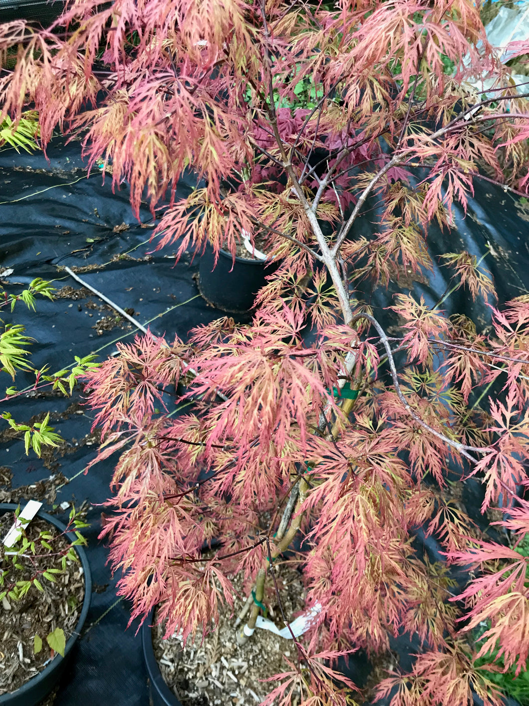Acer palmatum dissectum 'Watnong'