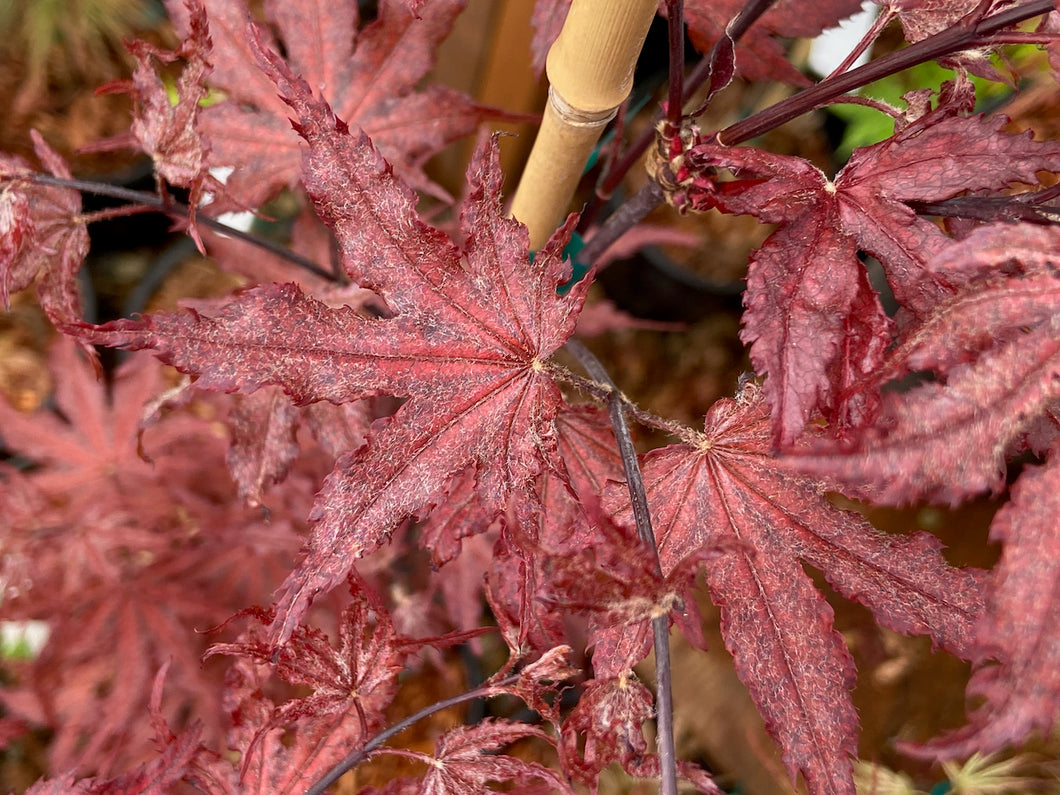 Acer palmatum 'Waveleaf'