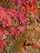 Load image into Gallery viewer, Acer palmatum &#39;White Peaches&#39;
