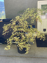 Load image into Gallery viewer, Acer palmatum &#39;White Peaches&#39;
