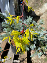 Load image into Gallery viewer, Acer palmatum &#39;Yellow Cascade&#39;
