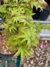 Load image into Gallery viewer, Acer palmatum &#39;Yama hime&#39;
