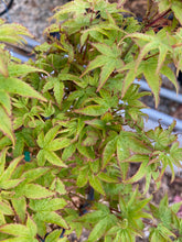 Load image into Gallery viewer, Acer palmatum &#39;Yama hime&#39;
