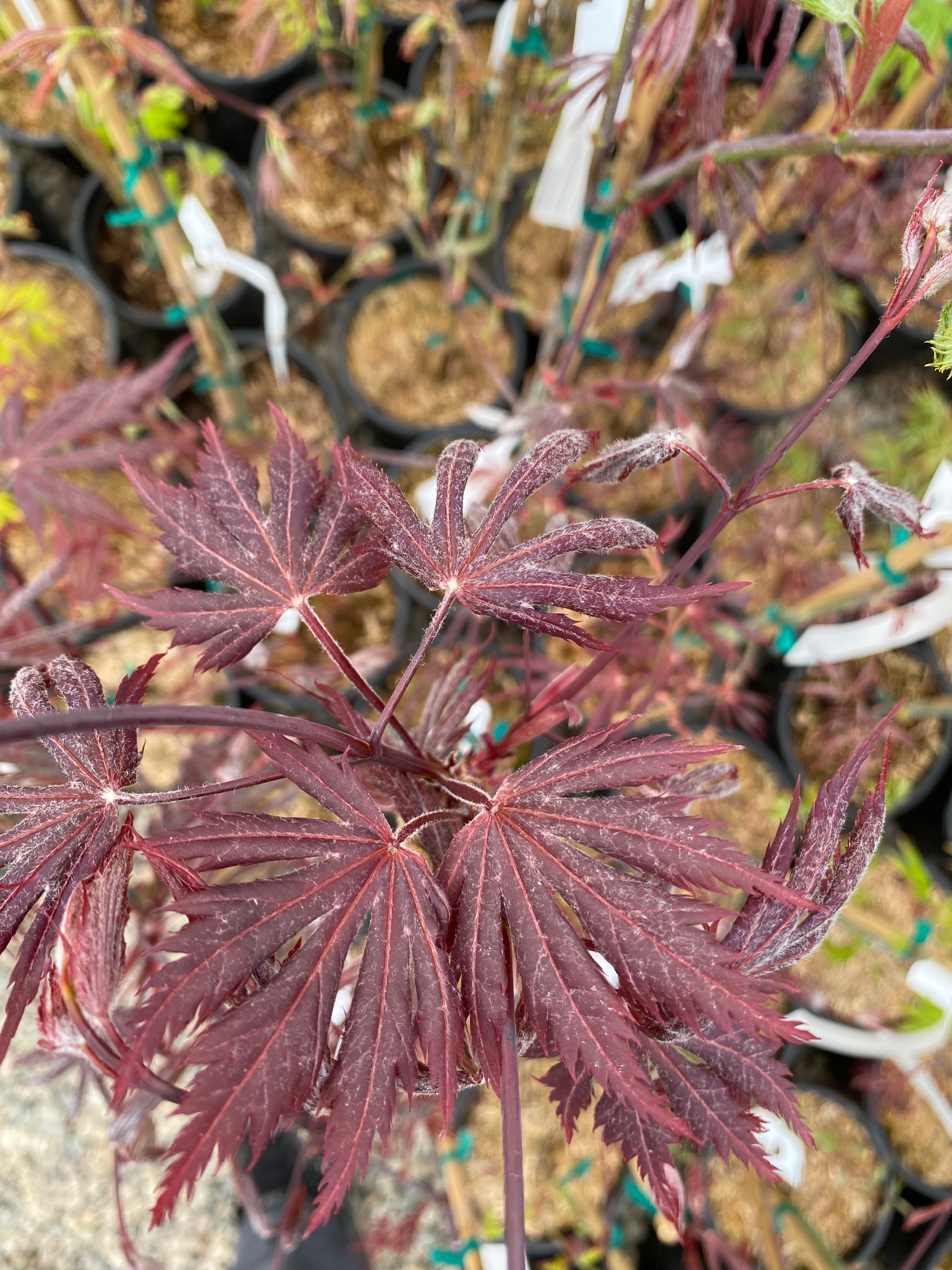 Acer palmatum 'Yasemin' – Simply Japanese Maples