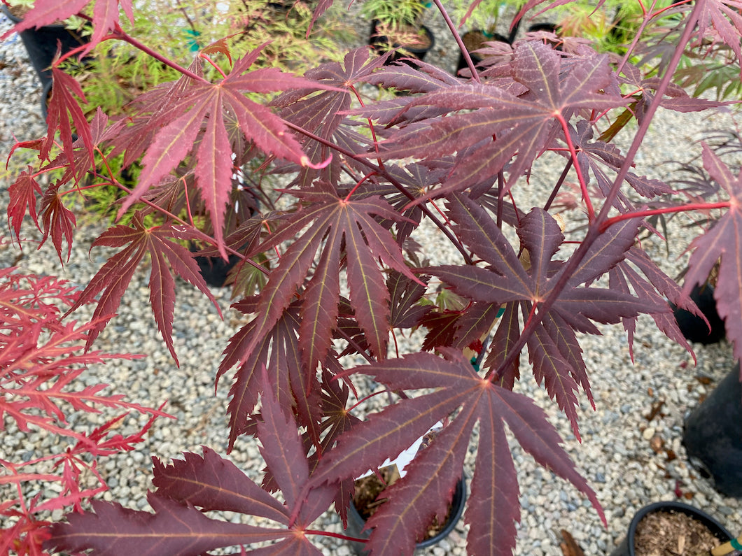 Acer palmatum 'Yasemin'