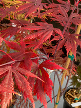 Load image into Gallery viewer, Acer palmatum &#39;Yasemin&#39;
