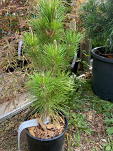 Load image into Gallery viewer, Pinus thunbergii &#39;Yatsubusa&#39;
