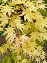 Load image into Gallery viewer, Acer palmatum &#39;Yellow Cascade&#39;
