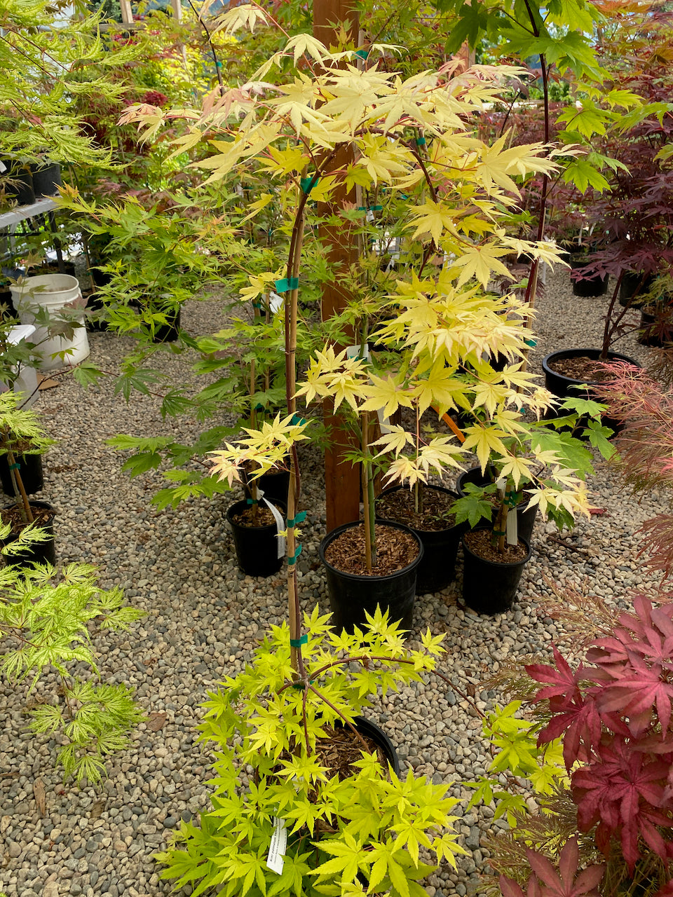 Acer palmatum 'Yellow Cascade'