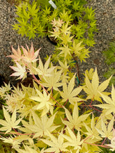 Load image into Gallery viewer, Acer palmatum &#39;Yellow Cascade&#39;
