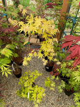 Load image into Gallery viewer, Acer palmatum &#39;Yellow Cascade&#39;
