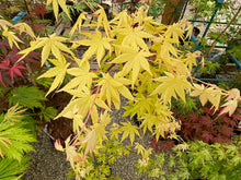 Load image into Gallery viewer, Acer palmatum &#39;Yellow Cascade&#39;
