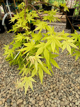 Load image into Gallery viewer, Acer palmatum &#39;Yellow Cascade&#39;
