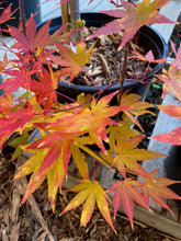 Load image into Gallery viewer, Acer palmatum &#39;Yellow Cascade&#39;
