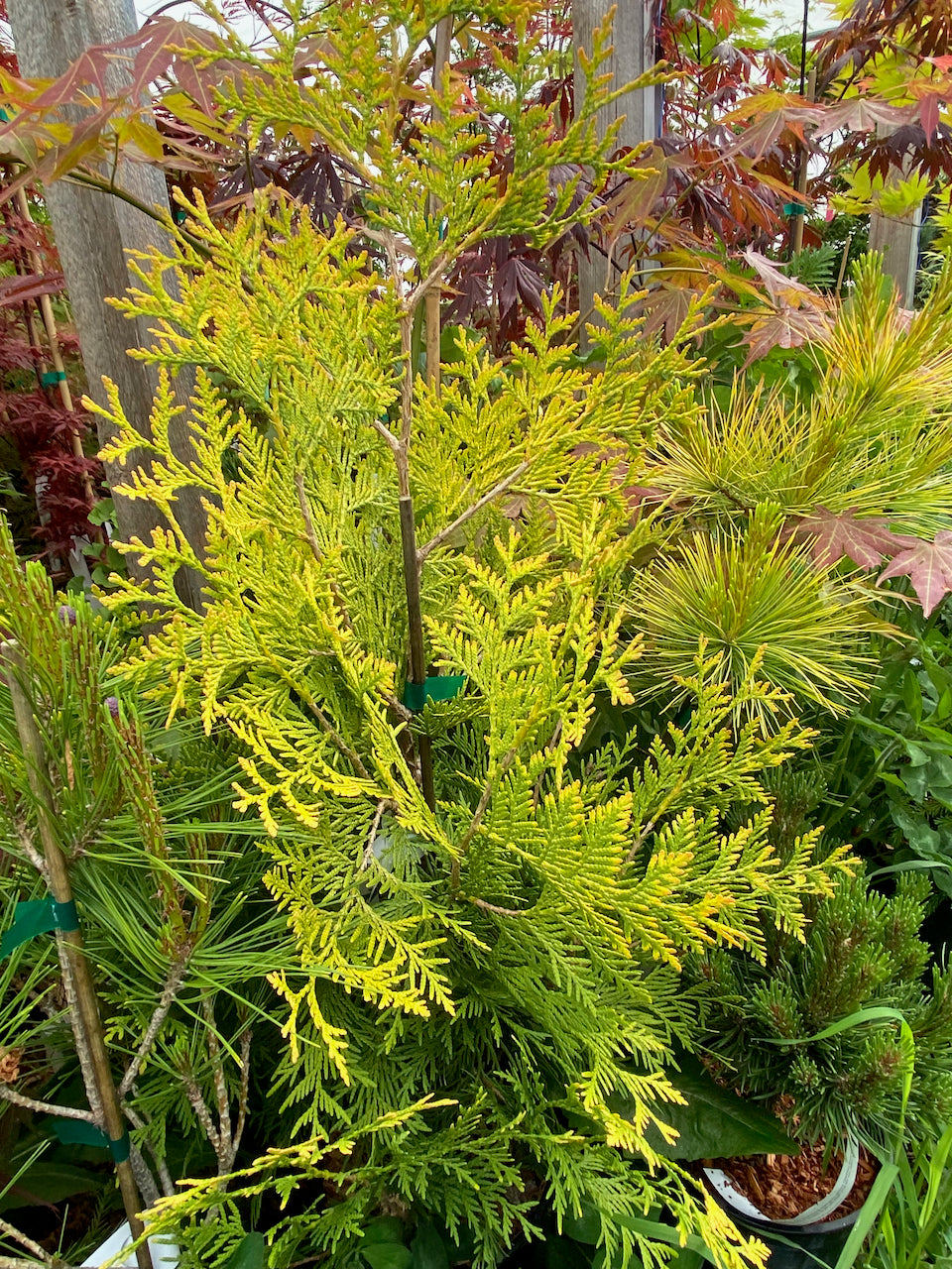 Thuja occidentalis 'Yellow Ribbon'