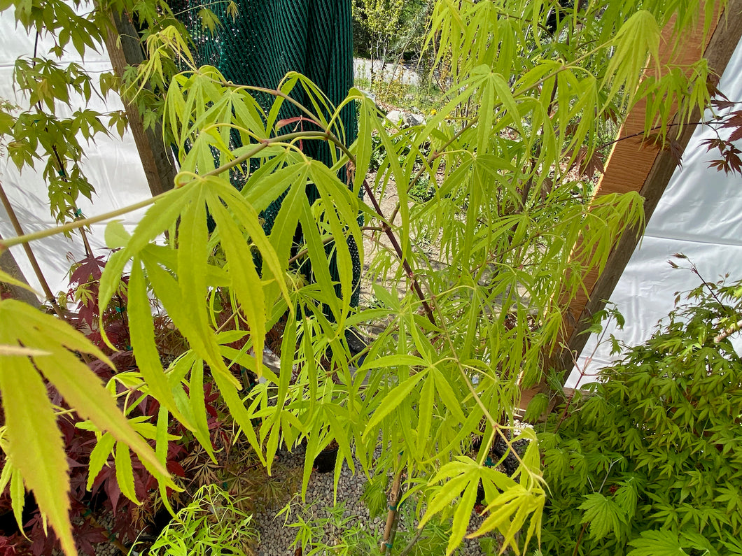 Acer palmatum 'Yellow Threads'