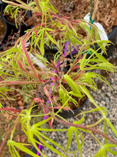 Load image into Gallery viewer, Acer palmatum &#39;Yellow Threads&#39;
