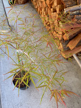 Load image into Gallery viewer, Acer palmatum &#39;Ao yagi gawa&#39;
