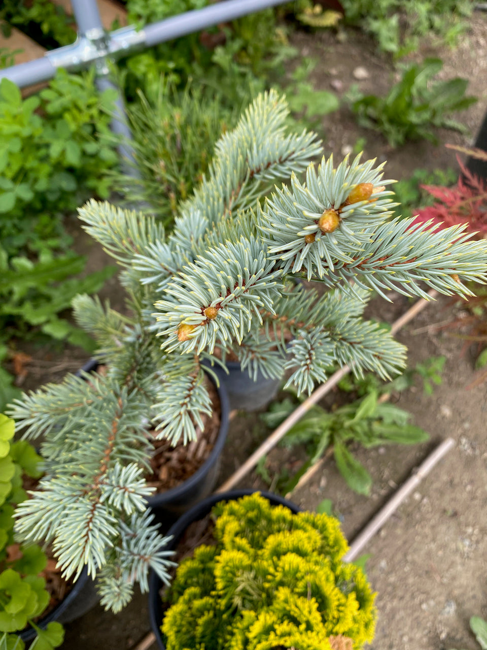 Picea pungens 'Baby Blue Eyes'