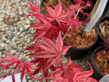 Load image into Gallery viewer, Acer palmatum &#39;Beni komachi&#39;
