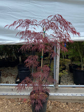 Load image into Gallery viewer, Acer palmatum dissectum &#39;Crimson Queen&#39;
