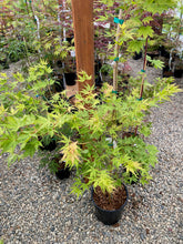 Load image into Gallery viewer, Acer palmatum &#39;Chiri hime&#39;
