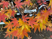 Load image into Gallery viewer, Acer palmatum &#39;Chuguji&#39;
