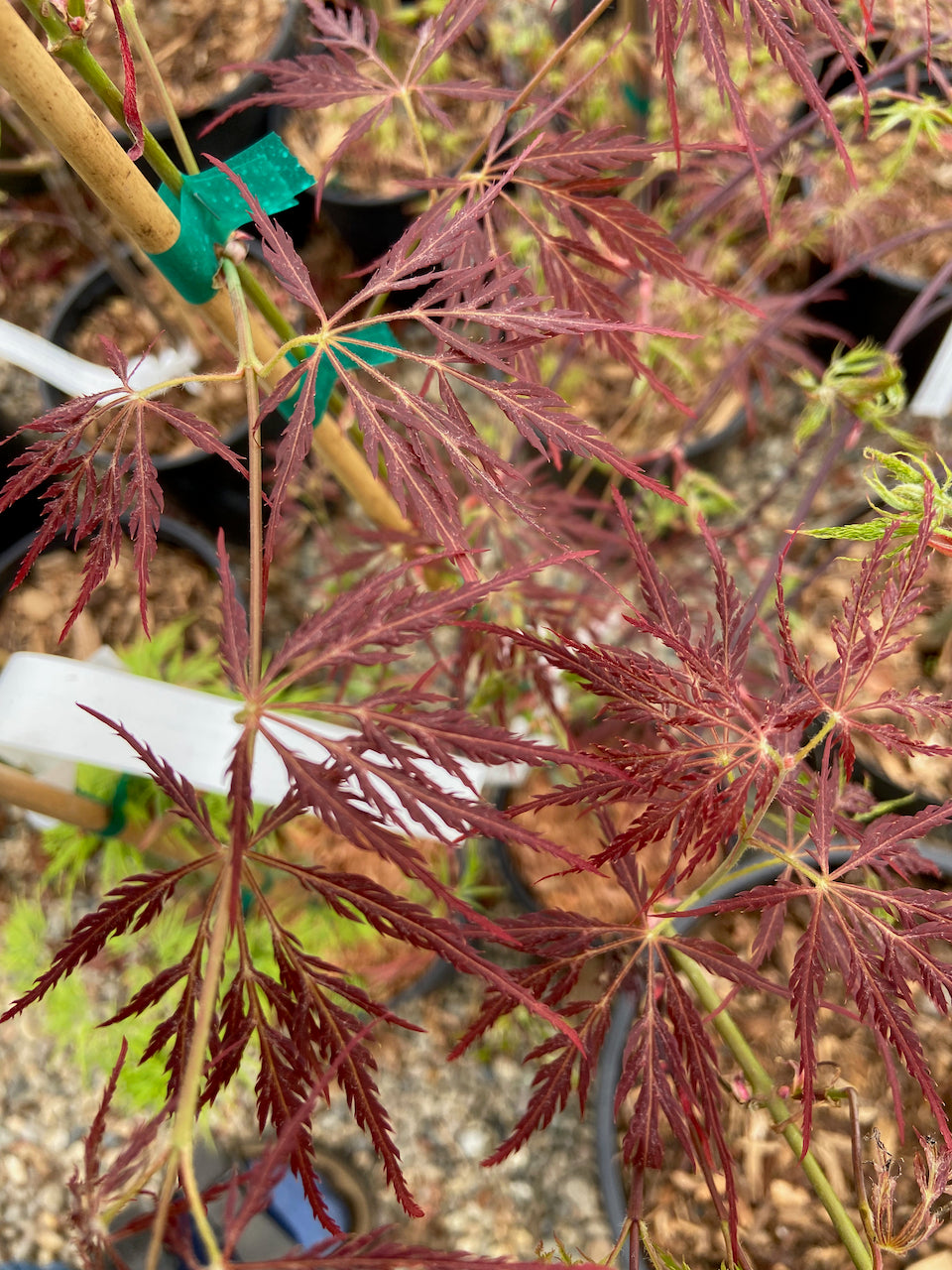 Acer palmatum dissectum 'Dragon's Fire'