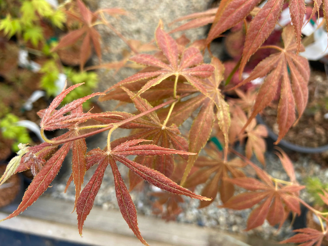 Acer palmatum 'Elmwood'