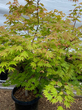Load image into Gallery viewer, Acer palmatum &#39;Festival&#39;
