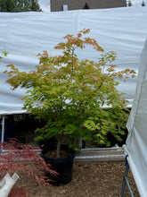 Load image into Gallery viewer, Acer palmatum &#39;Festival&#39;
