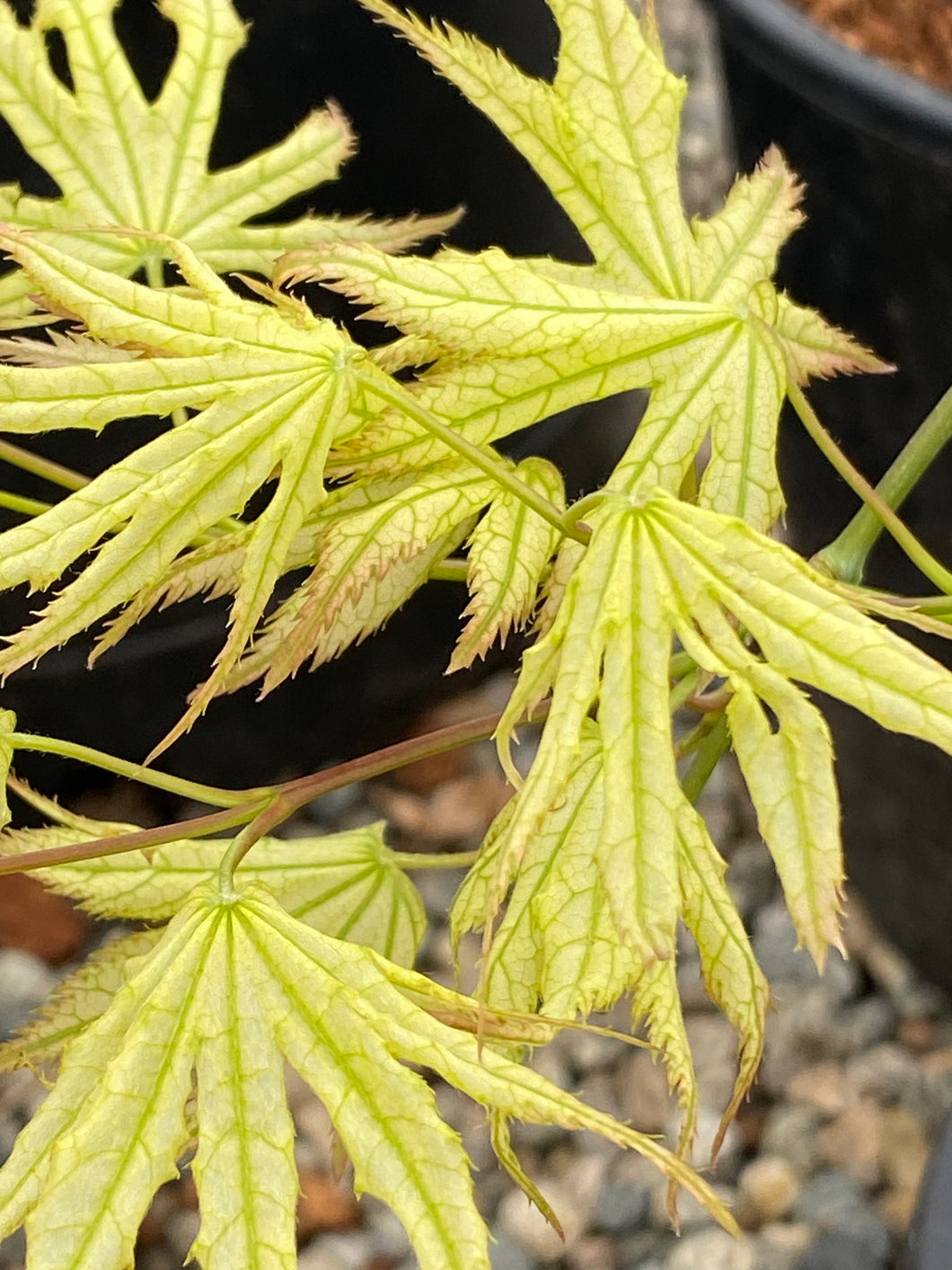 Acer palmatum 'First Ghost'