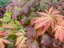 Load image into Gallery viewer, Acer palmatum &#39;Green Elf&#39;

