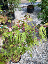 Load image into Gallery viewer, Acer palmatum &#39;Hiryu&#39;
