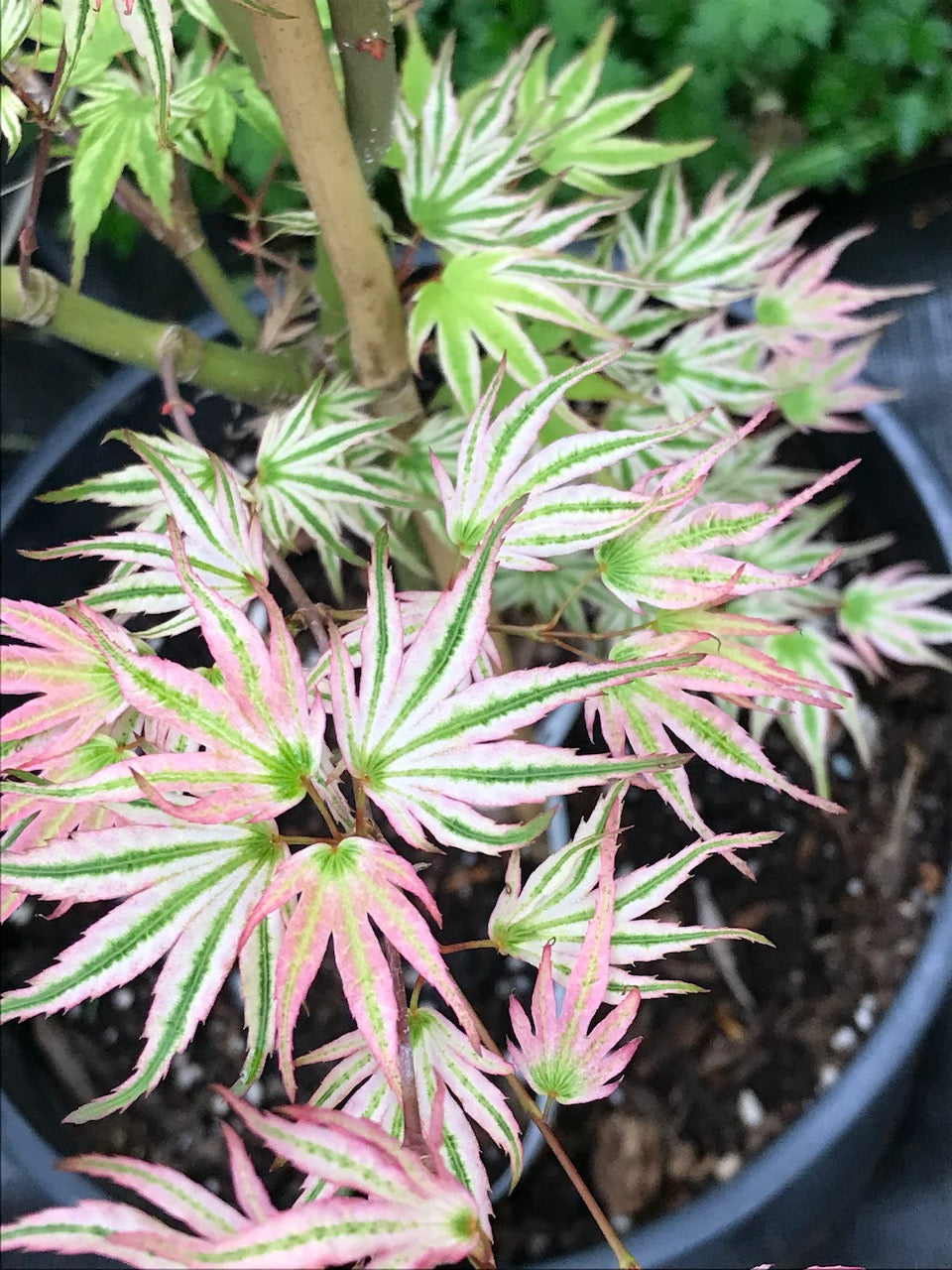 Acer palmatum 'Ikandi'