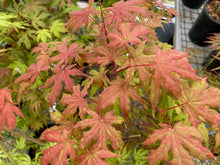 Load image into Gallery viewer, Acer palmatum &#39;Jubilee&#39;
