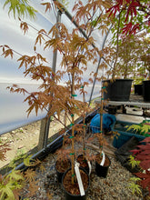 Load image into Gallery viewer, Acer palmatum &#39;Jubilee&#39;
