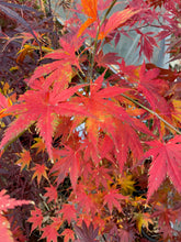 Load image into Gallery viewer, Acer palmatum &#39;Ki Hachijo&#39;
