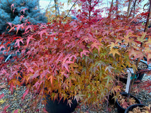 Load image into Gallery viewer, Acer palmatum &#39;Kiyohime&#39;
