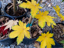 Load image into Gallery viewer, Acer palmatum &#39;Koyamandi nishiki&#39;
