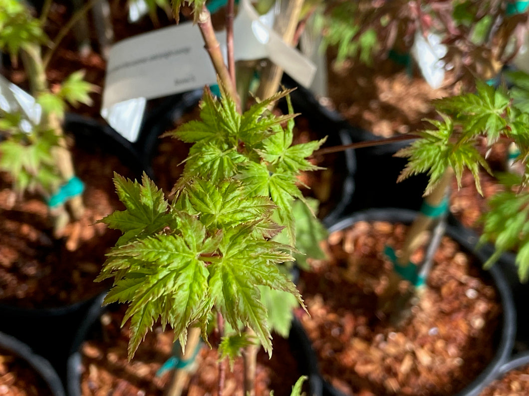 Acer palmatum 'Krazy Krinkle'