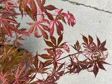 Load image into Gallery viewer, Acer palmatum &#39;Lileeanne&#39;s Jewel&#39;
