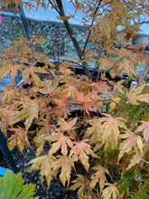 Load image into Gallery viewer, Acer palmatum &#39;Mikazuki&#39;
