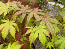 Load image into Gallery viewer, Acer palmatum &#39;Nebula&#39;
