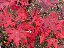 Load image into Gallery viewer, Acer palmatum &#39;Nebula&#39;
