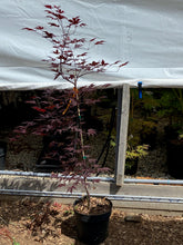 Load image into Gallery viewer, Acer palmatum &#39;Nuresagi&#39;
