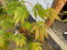 Load image into Gallery viewer, Acer palmatum &#39;Omure yama&#39;
