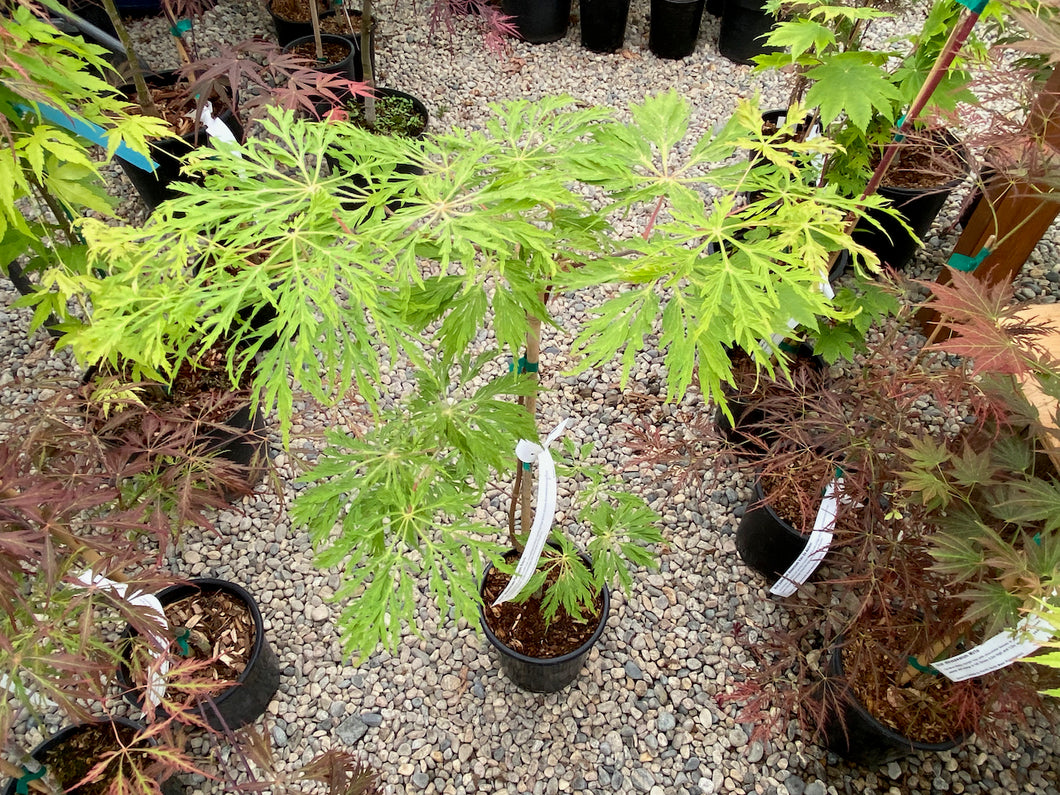 Acer japonicum 'Oregon Fern'